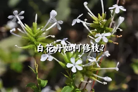 白花丹如何修枝？