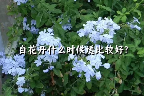 白花丹什么时候送比较好？