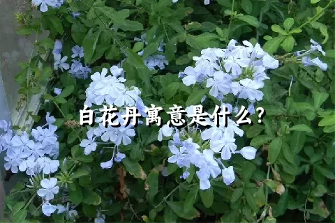 白花丹寓意是什么？