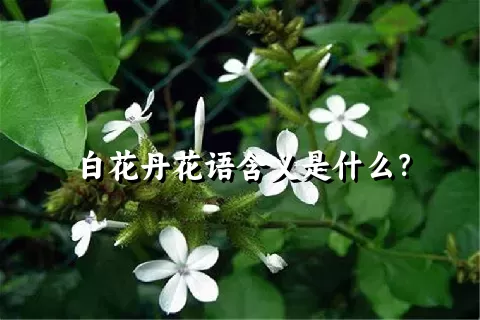 白花丹花语含义是什么？