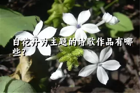白花丹为主题的诗歌作品有哪些？