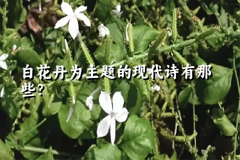 白花丹为主题的现代诗有那些？