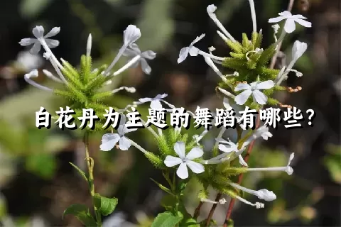 白花丹为主题的舞蹈有哪些？