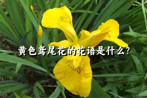 黄色鸢尾花的花语是什么？