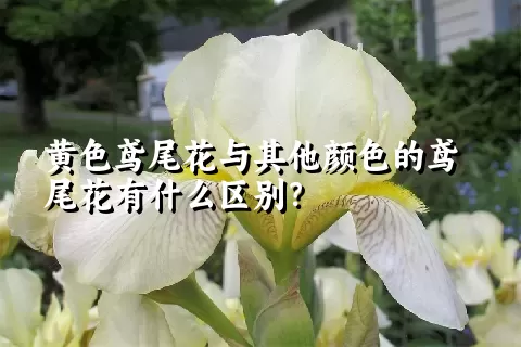 黄色鸢尾花与其他颜色的鸢尾花有什么区别？