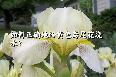 如何正确地给黄色鸢尾花浇水？