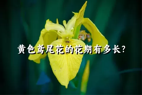 黄色鸢尾花的花期有多长？