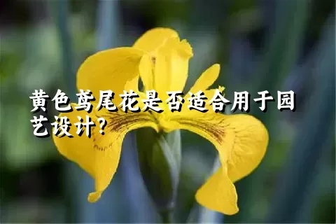 黄色鸢尾花是否适合用于园艺设计？