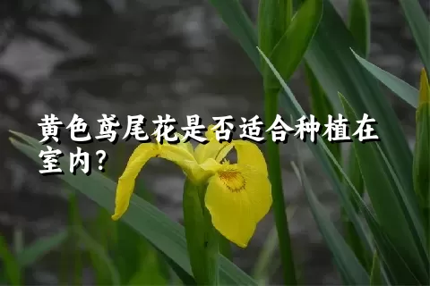 黄色鸢尾花是否适合种植在室内？