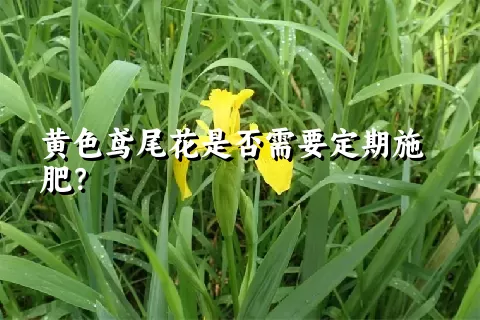 黄色鸢尾花是否需要定期施肥？