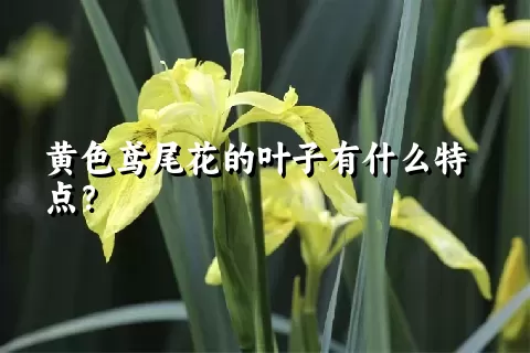 黄色鸢尾花的叶子有什么特点？