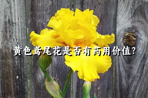 黄色鸢尾花是否有药用价值？