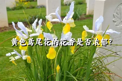 黄色鸢尾花的花香是否浓郁？