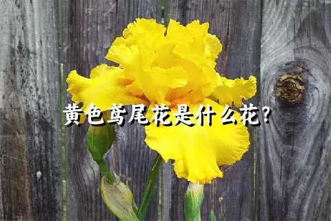 黄色鸢尾花是什么花？