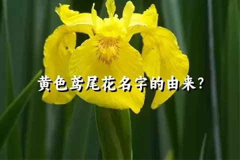 黄色鸢尾花名字的由来？