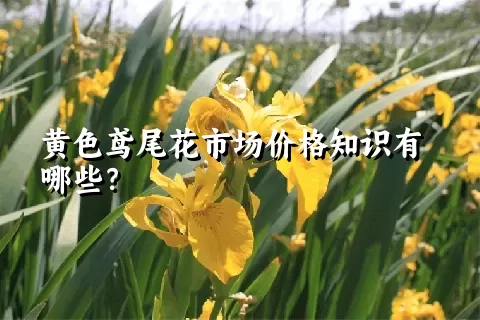黄色鸢尾花市场价格知识有哪些？