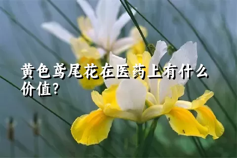黄色鸢尾花在医药上有什么价值？