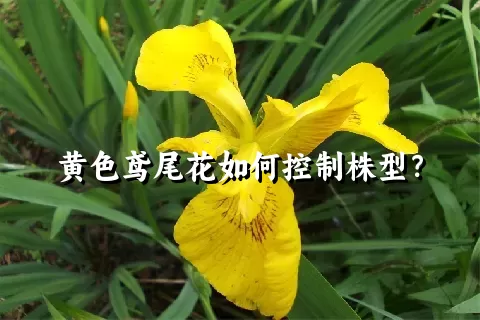 黄色鸢尾花如何控制株型？