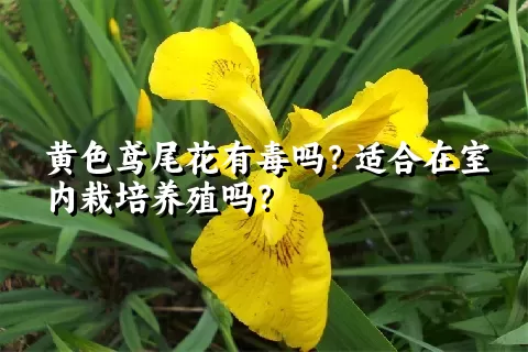 黄色鸢尾花有毒吗？适合在室内栽培养殖吗？