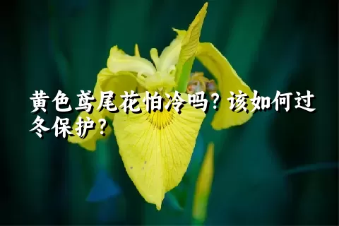 黄色鸢尾花怕冷吗？该如何过冬保护？