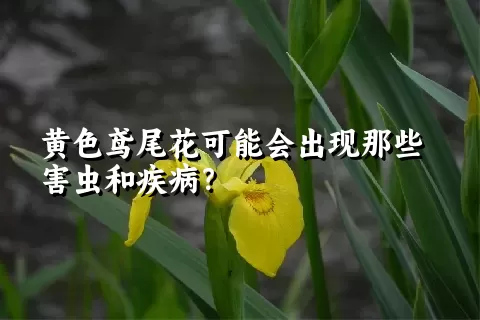 黄色鸢尾花可能会出现那些害虫和疾病？