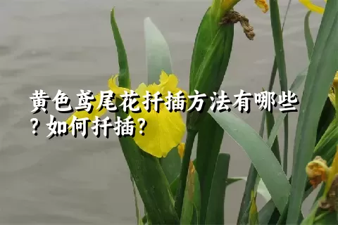 黄色鸢尾花扦插方法有哪些？如何扦插？