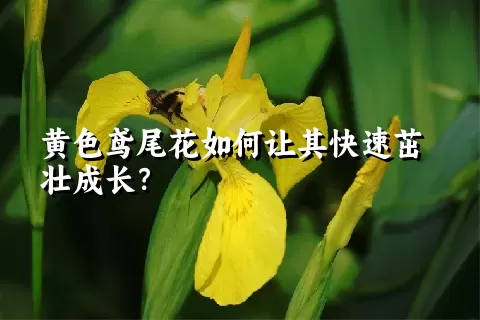黄色鸢尾花如何让其快速茁壮成长？