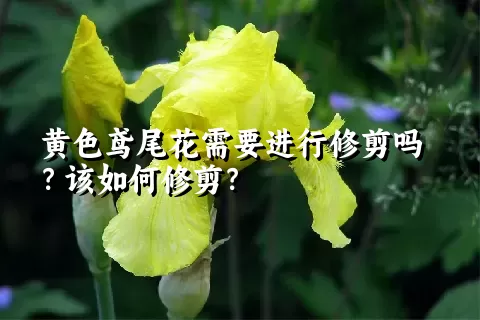 黄色鸢尾花需要进行修剪吗？该如何修剪？