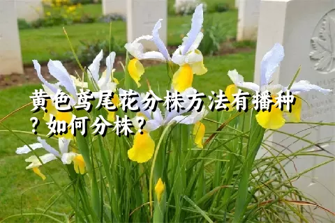 黄色鸢尾花分株方法有播种？如何分株？