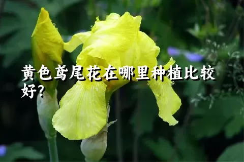 黄色鸢尾花在哪里种植比较好？