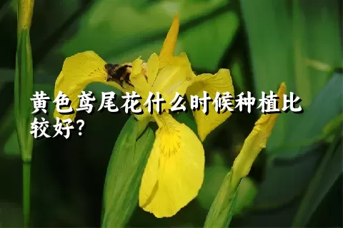 黄色鸢尾花什么时候种植比较好？