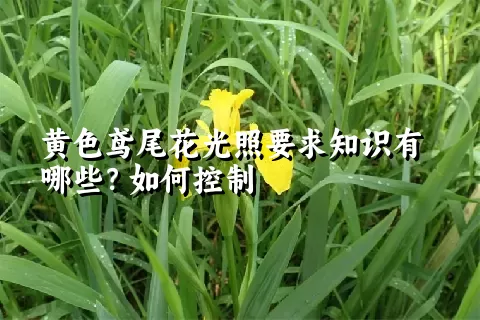 黄色鸢尾花光照要求知识有哪些？如何控制