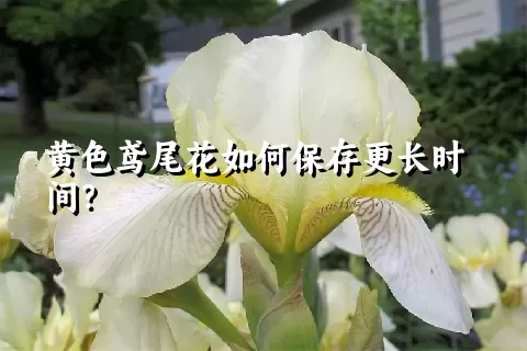 黄色鸢尾花如何保存更长时间？