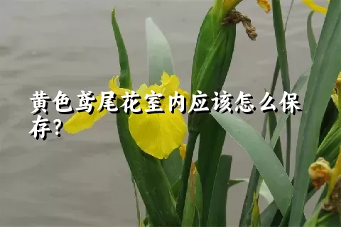 黄色鸢尾花室内应该怎么保存？