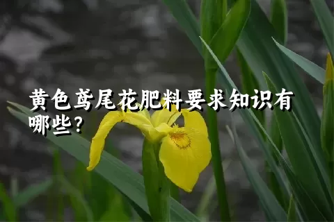 黄色鸢尾花肥料要求知识有哪些？