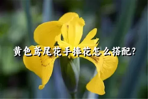 黄色鸢尾花手捧花怎么搭配？