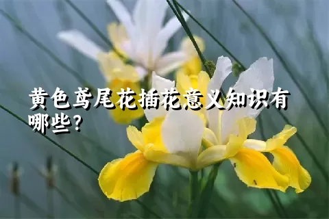 黄色鸢尾花插花意义知识有哪些？