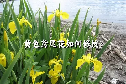 黄色鸢尾花如何修枝？