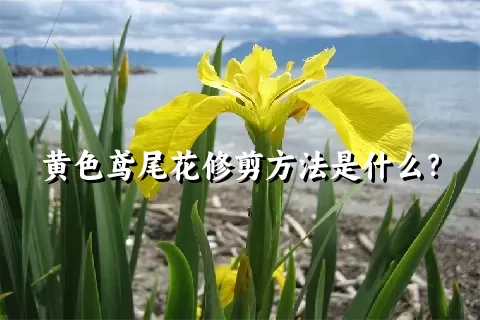 黄色鸢尾花修剪方法是什么？