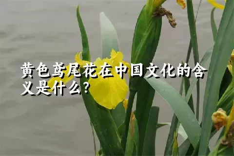 黄色鸢尾花在中国文化的含义是什么？