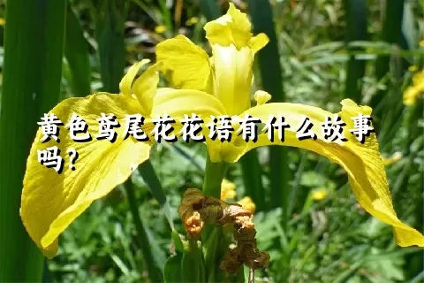 黄色鸢尾花花语有什么故事吗？