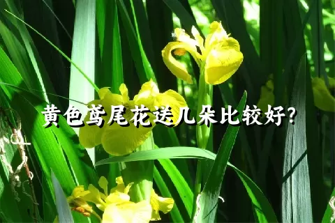 黄色鸢尾花送几朵比较好？