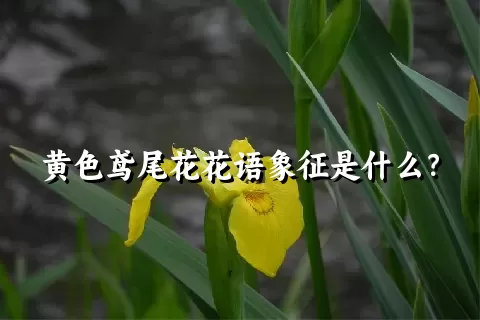 黄色鸢尾花花语象征是什么？