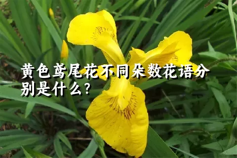 黄色鸢尾花不同朵数花语分别是什么？