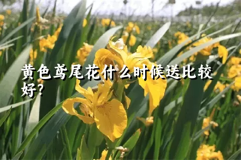 黄色鸢尾花什么时候送比较好？