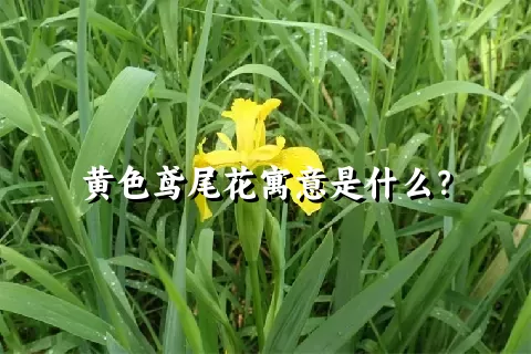 黄色鸢尾花寓意是什么？