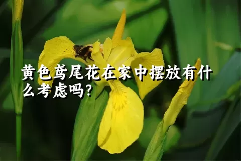 黄色鸢尾花在家中摆放有什么考虑吗？