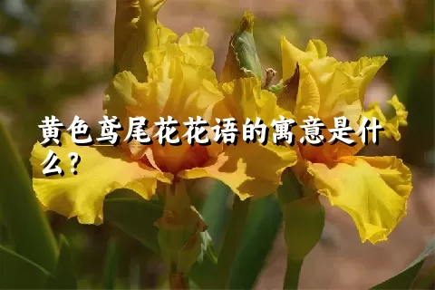 黄色鸢尾花花语的寓意是什么？