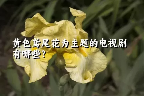 黄色鸢尾花为主题的电视剧有哪些？