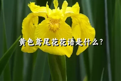 黄色鸢尾花花语是什么？